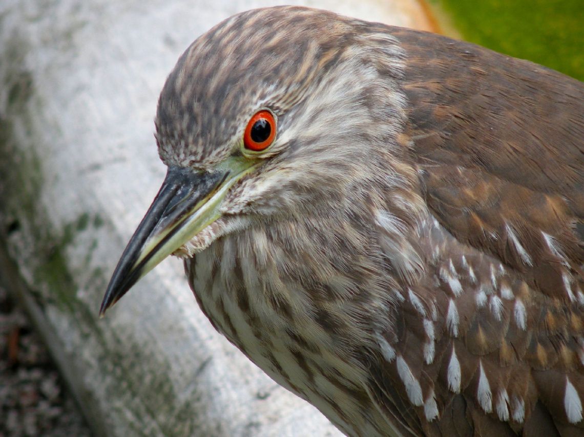 Young night-Heron