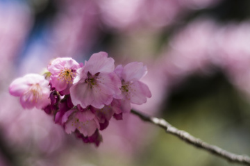 Pembe Bahar