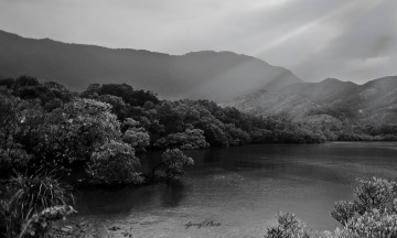 Coastal mangrove