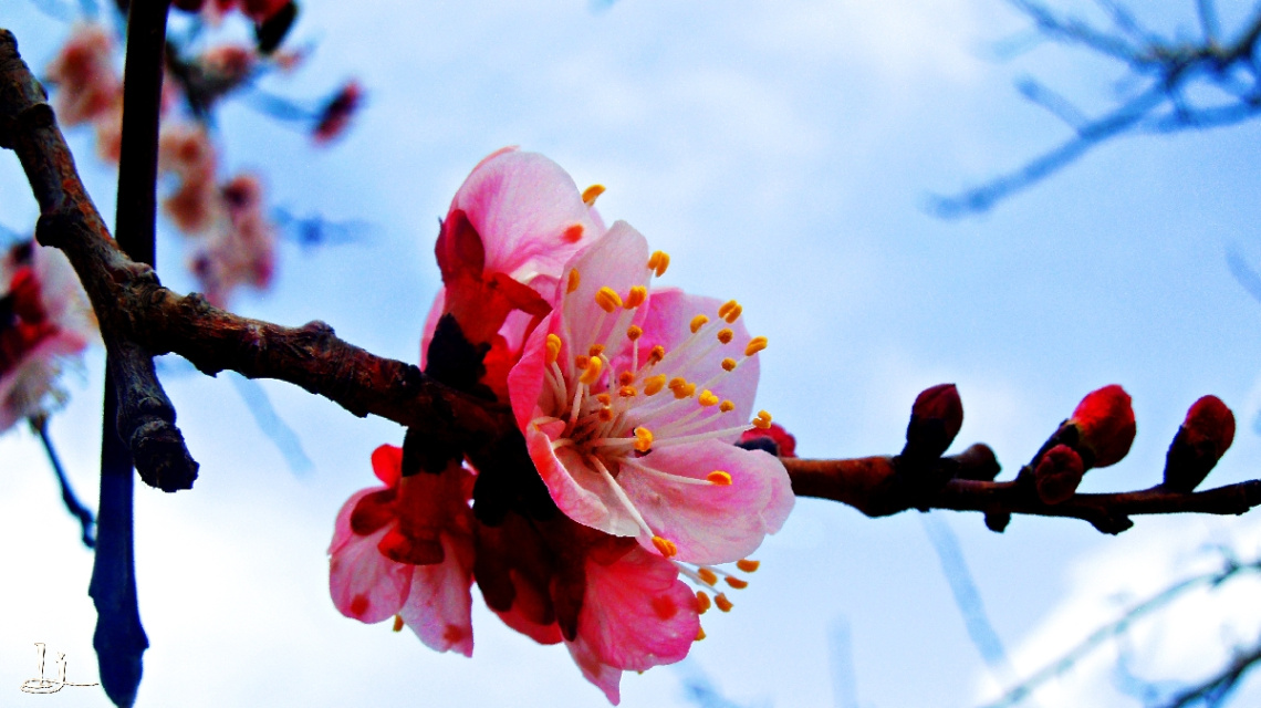 Beauty of Spring...