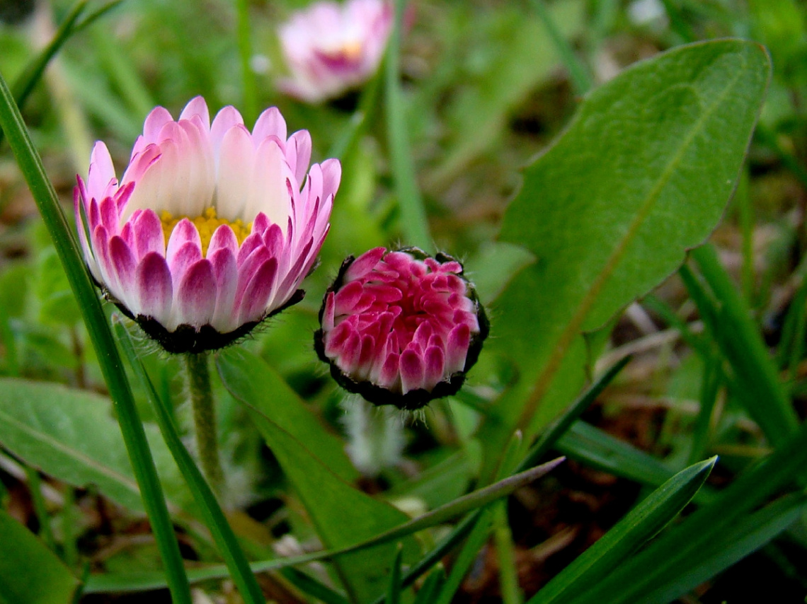 GÄNSEBLÜMCHEN