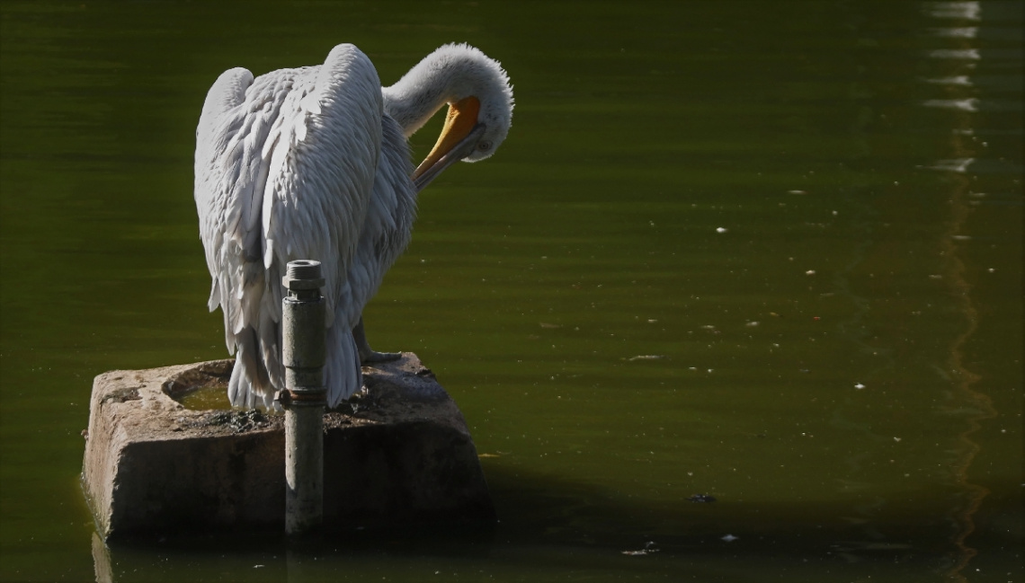 Dalmatian Pelican