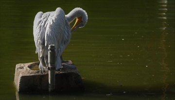 Dalmatian Pelican