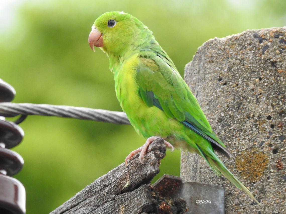 Plain Parakeet