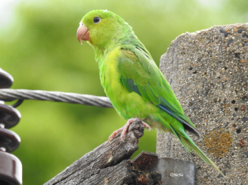 Plain Parakeet