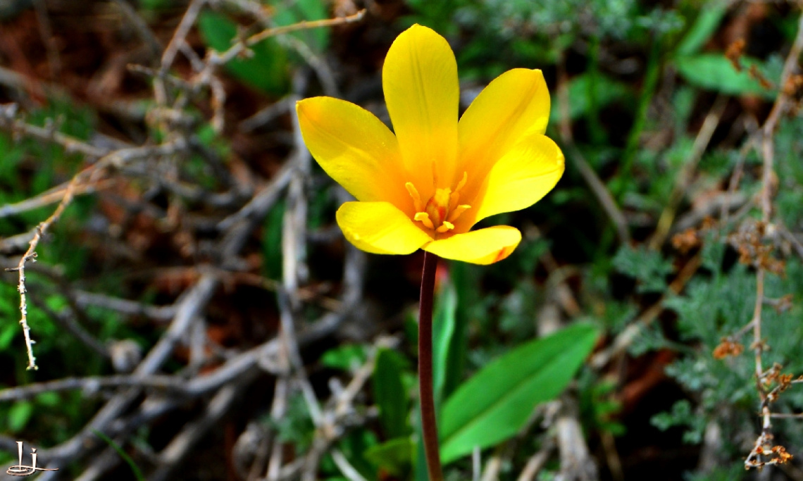 Wild Tulip of our valley..