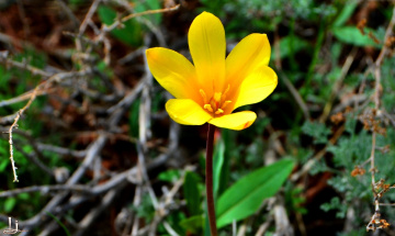 Wild Tulip of our valley..