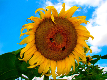 SONNENBLUME 