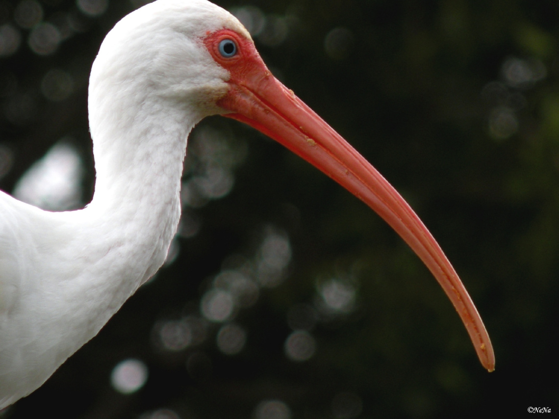 White Ibis