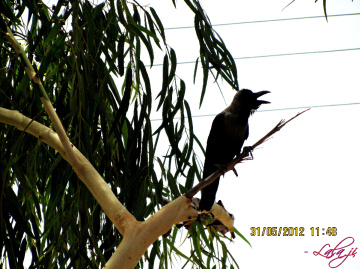 Raven....