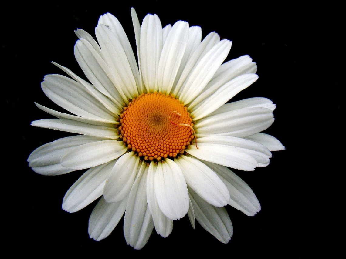 BLÜTE