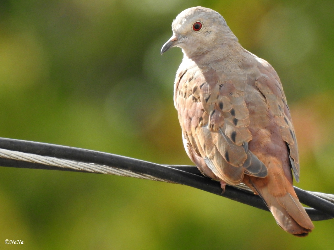 Columbina talpacoti