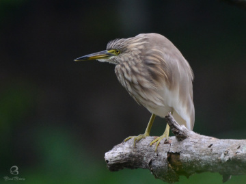 കണ്ടത്തിമുണ്ടി