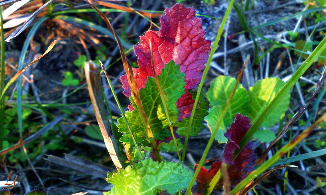  Nature's Art....