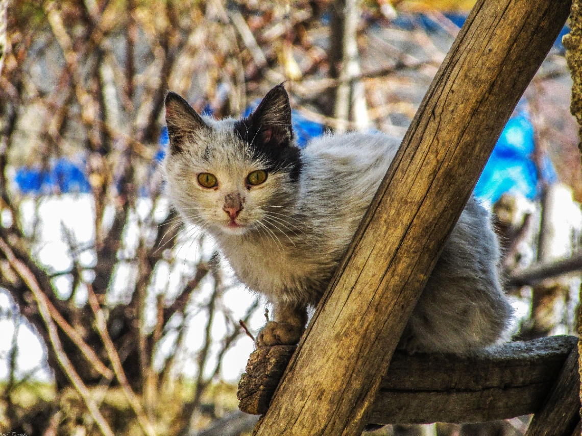 #cat 