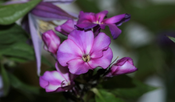 Close to purple