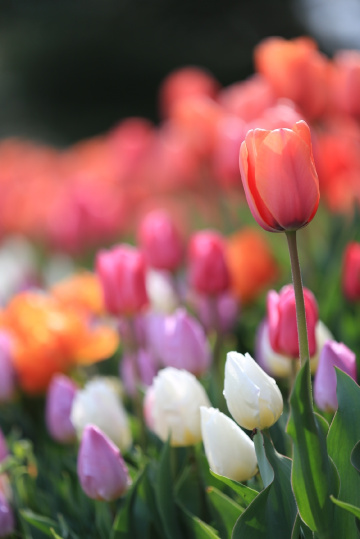 tulip