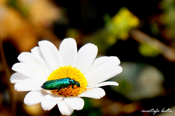 Miniciks Hayatlar  ÇİÇEK &BÖCEK 