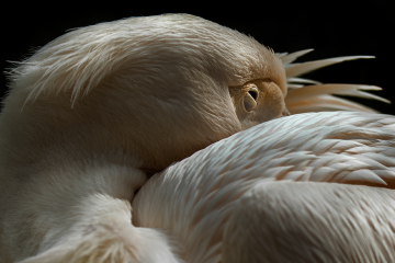 Pelican