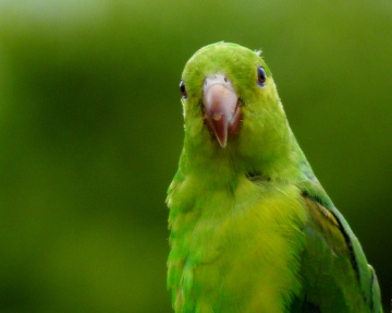 Periquito