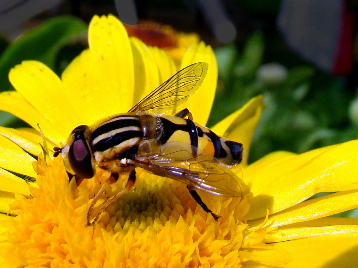 BLÜTE MIT BESUCH 