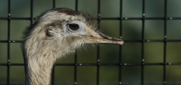 Close to an ostrich