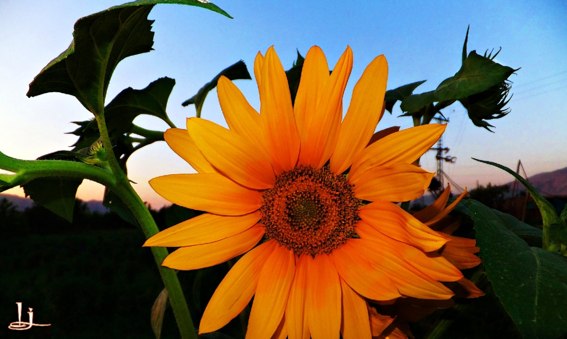 Good Morning.....