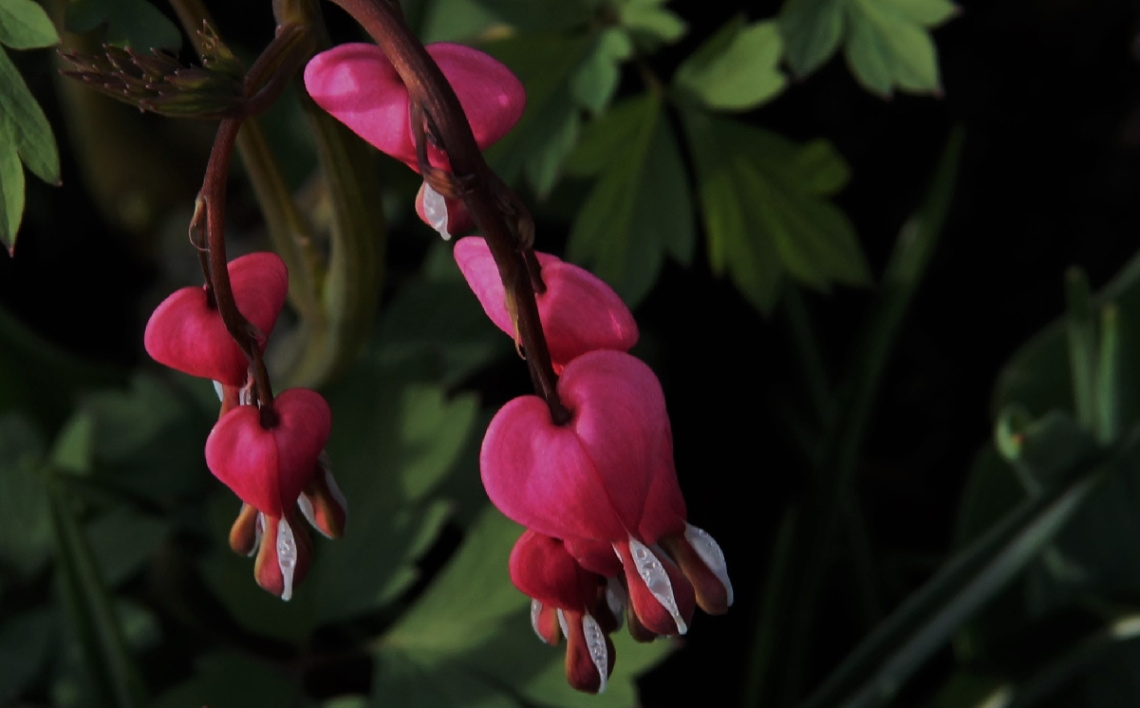 Nature Hearts