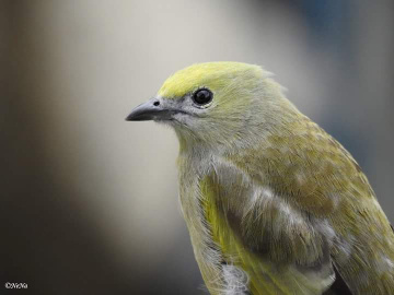 Palm Tanager