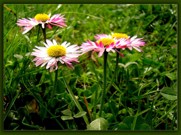 GÄNSEBLÜMCHEN