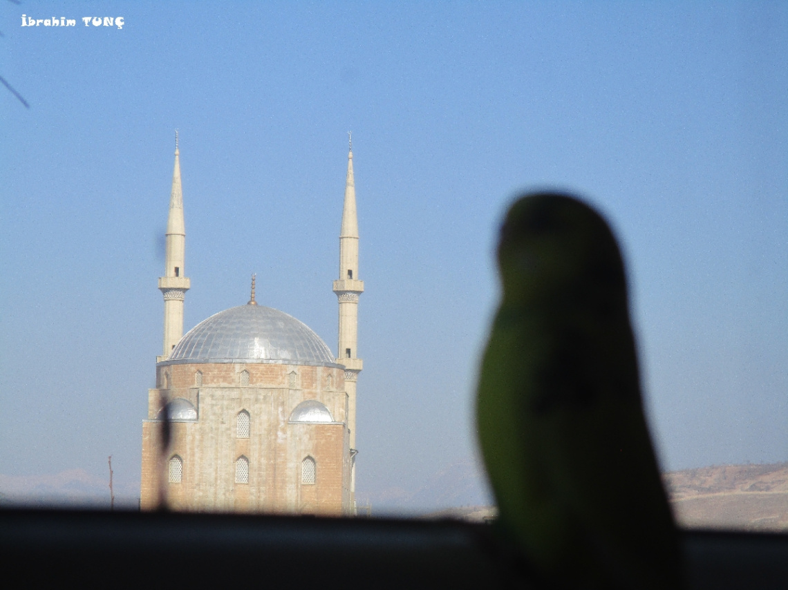 Paşanın Bakışı
