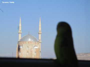 Paşanın Bakışı