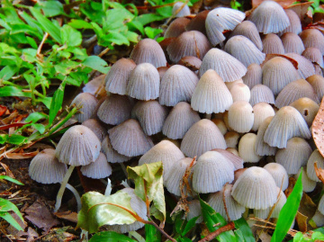 Mushrooms