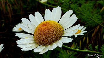 Papatya