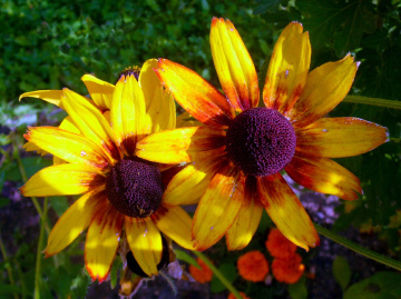 BLÜTEN