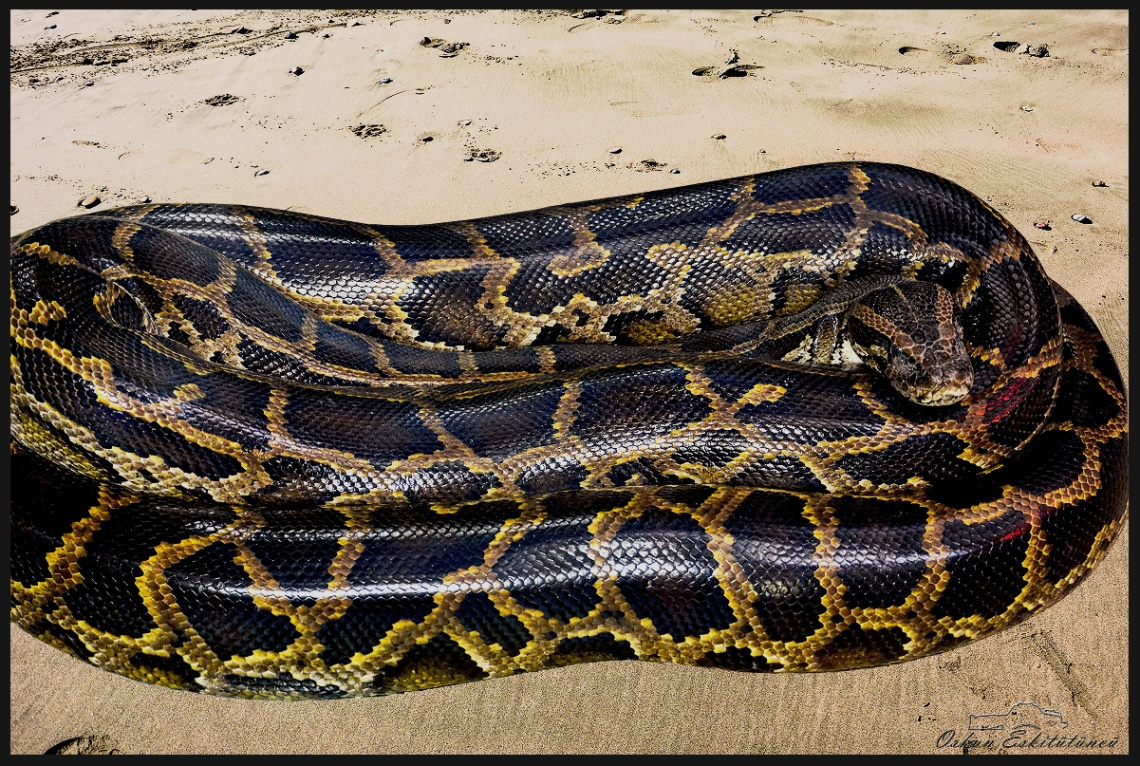  the python 