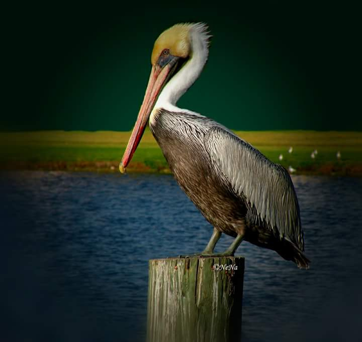 Brown Pelican