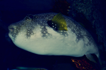  merhaba