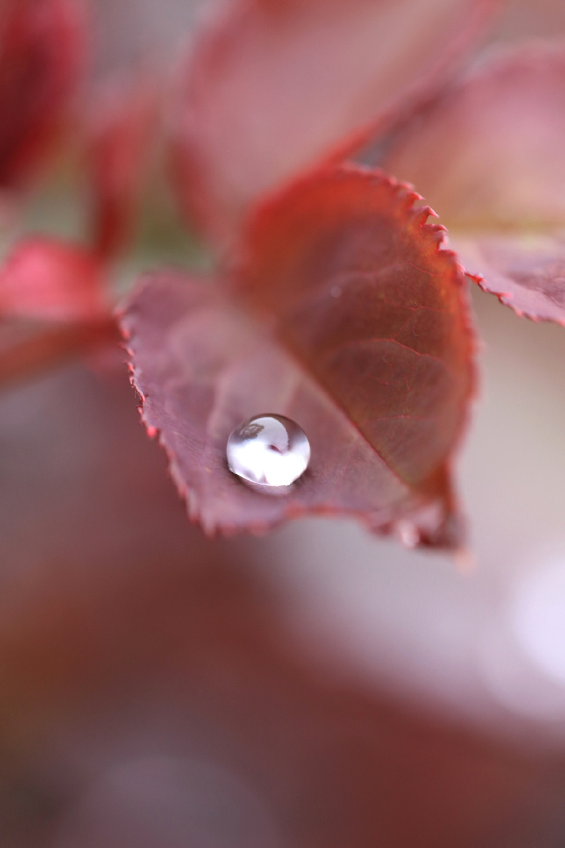 drop