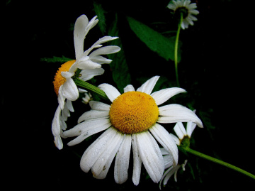 BLÜTEN