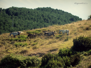 atlar
