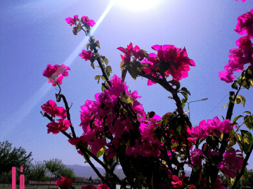 Good Morning.....