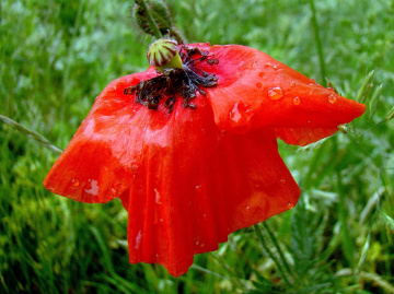 NACH DEM REGEN