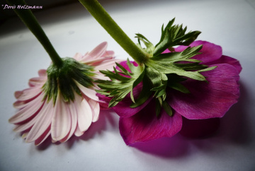 Pink - Pink