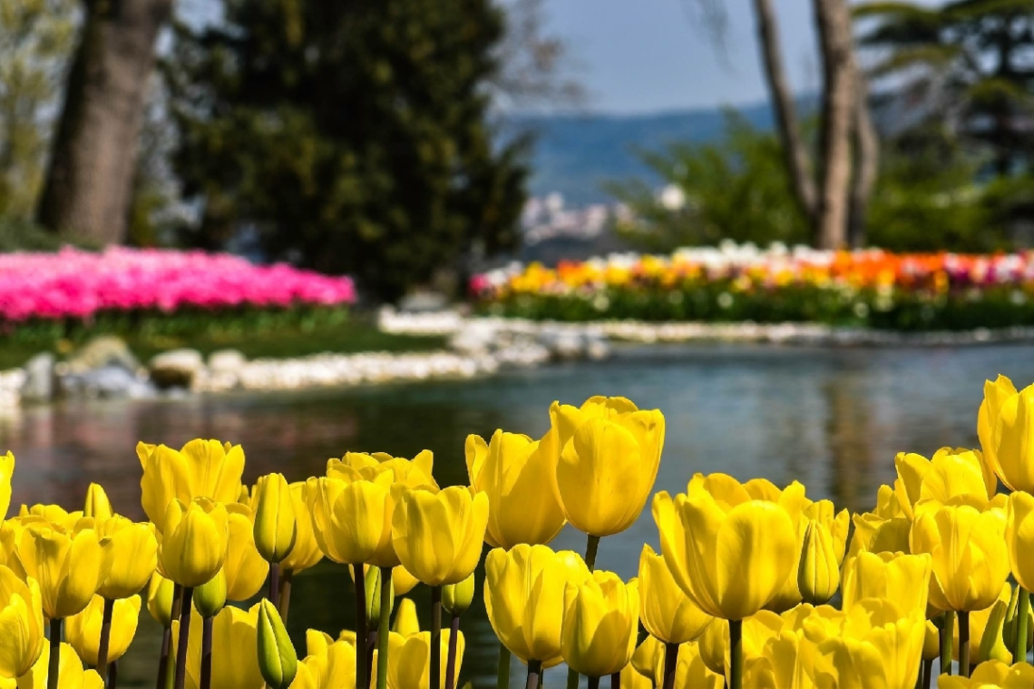 Emirgan Laleleri 