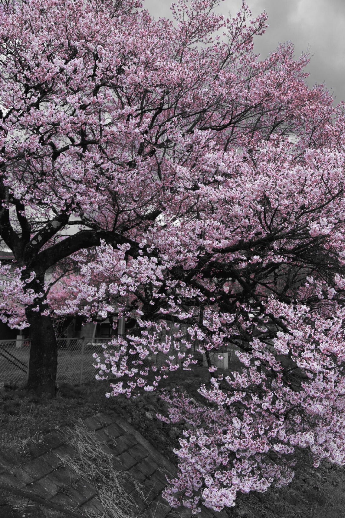 Cherry blossom