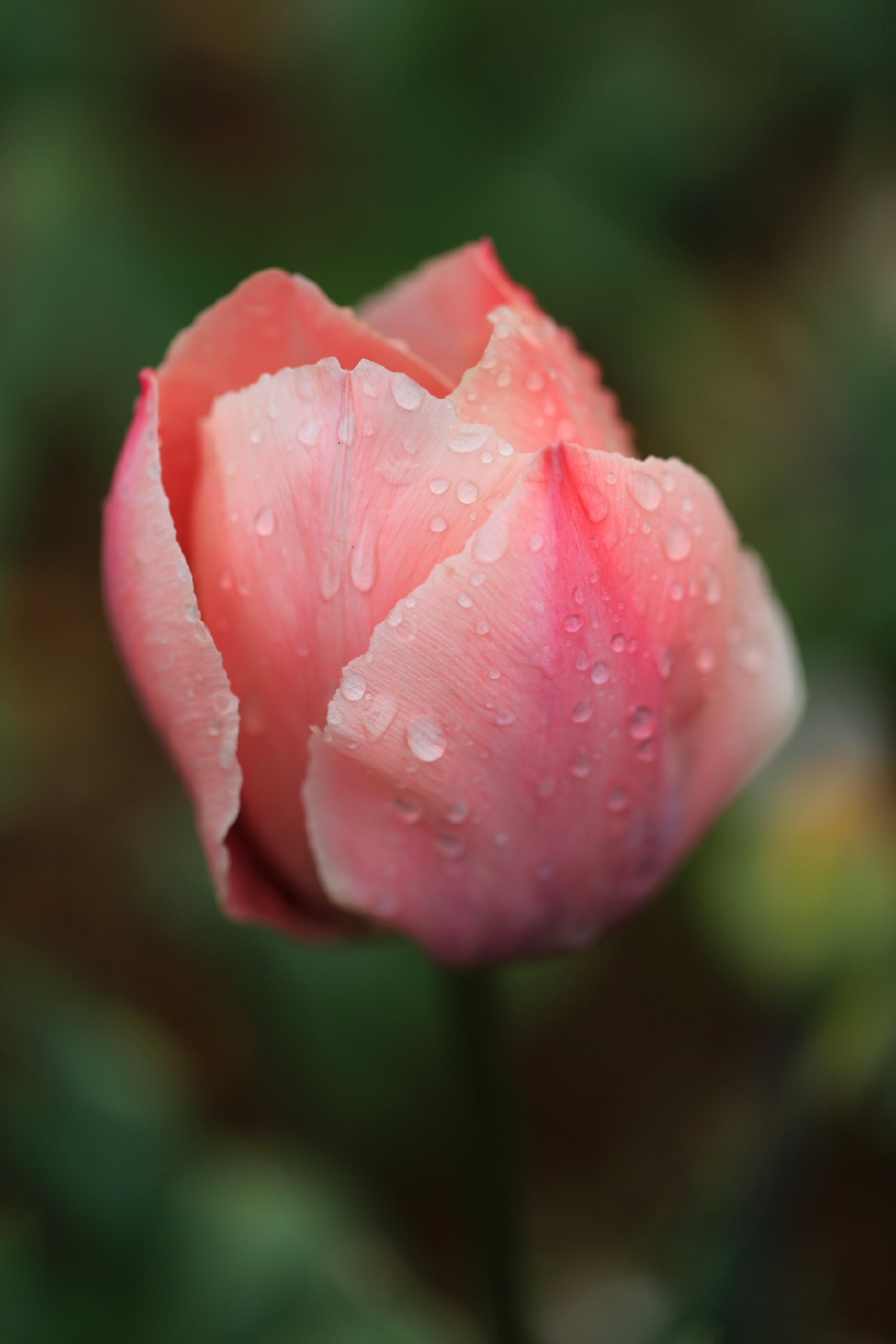 pink with dew 