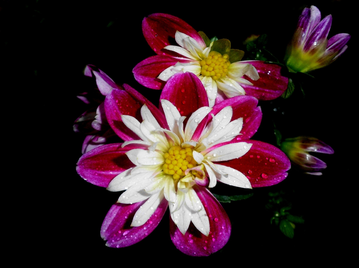 BLÜTEN