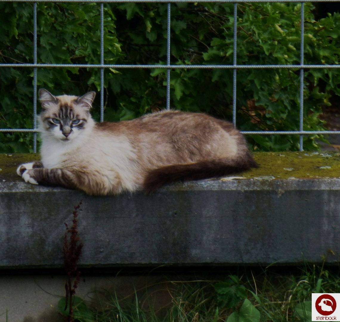 Wer bringt mir eine Maus?