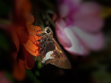 Small butterfly